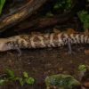 Halmahera-Riesenblauzungenskink, Tiliqua gigas