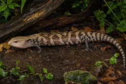 Halmahera-Riesenblauzungenskink, Tiliqua gigas