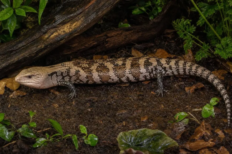 Halmahera-Riesenblauzungenskink, Tiliqua gigas