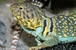 Halsbandleguan, Crotaphytus collaris, gemischt