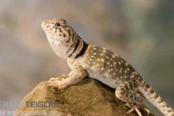 Halsbandleguan, Crotaphytus collaris, gemischt
