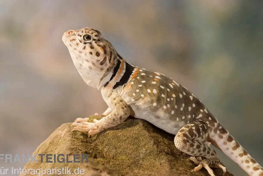 Halsbandleguan, Crotaphytus collaris, gemischt