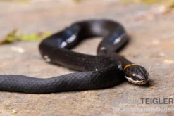 Halsbandnatter, Diadophis punctatus