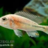 Haplochromis spec. HIPPO POINT SALMON, DNZ