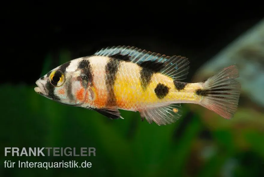 Haplochromis spec. ZEBRA OBLIQUIDENS, DNZ
