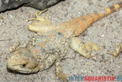 Hardun, Laudakia stellio brachydactyla, Zufällig ausgewählt