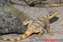 Hardun, Laudakia stellio brachydactyla, Zufällig ausgewählt