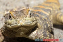 Hardun, Laudakia stellio brachydactyla, Zufällig ausgewählt