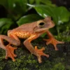 Harlekin-Flugfrosch, Rhacophorus pardalis