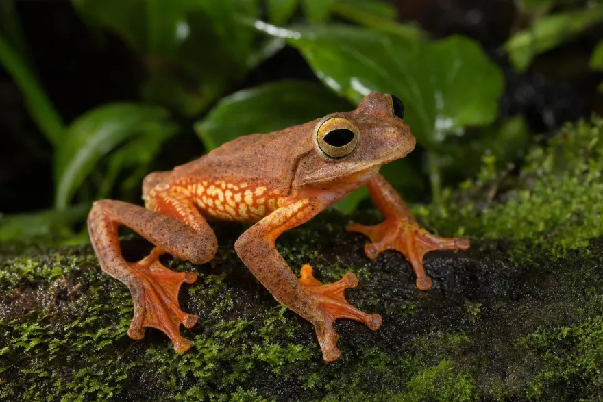 Harlekin-Flugfrosch, Rhacophorus pardalis