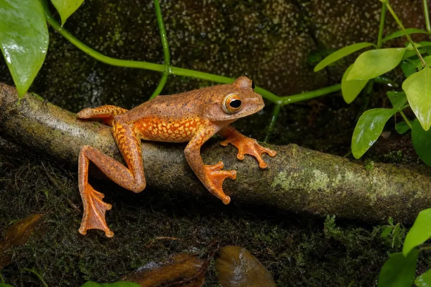 Harlekin-Flugfrosch, Rhacophorus pardalis