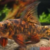 Harlekin-Fransenlipper, Labeo cyclorhynchus/variegatus