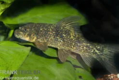 Harlekin-Fransenlipper, Labeo cyclorhynchus/variegatus