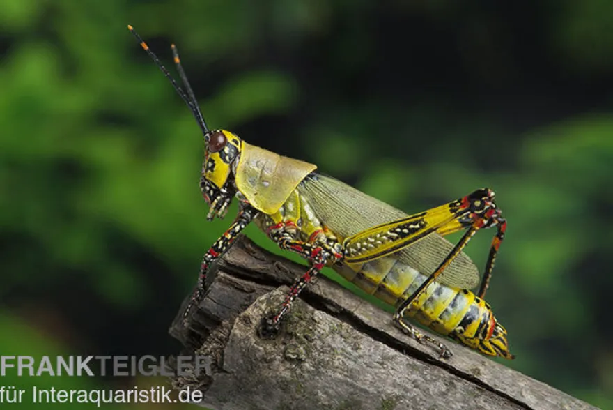 Harlekinschrecke, Zonocerus variegatus