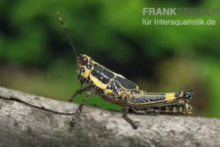 Harlekinschrecke, Zonocerus variegatus