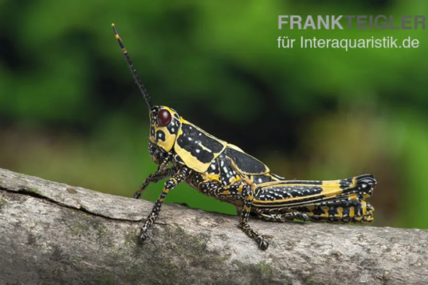 Harlekinschrecke, Zonocerus variegatus