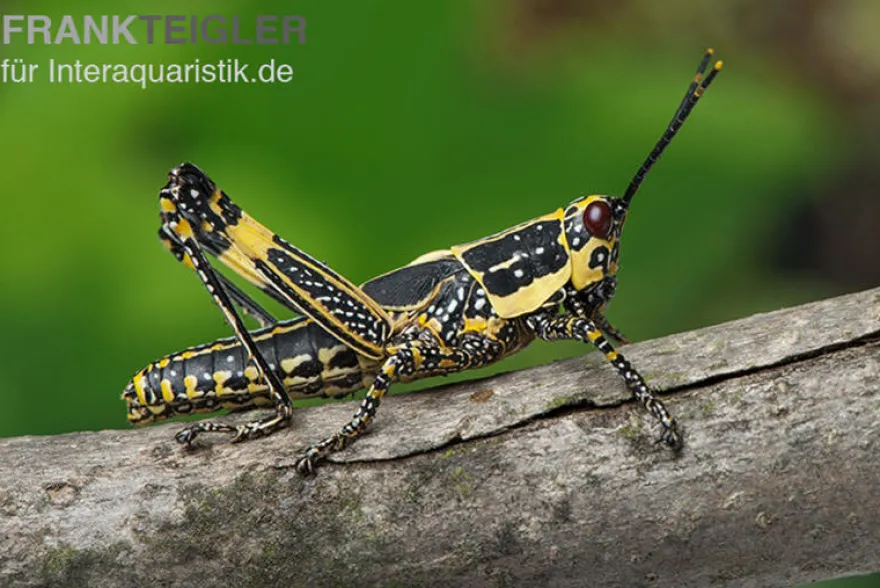 Harlekinschrecke, Zonocerus variegatus