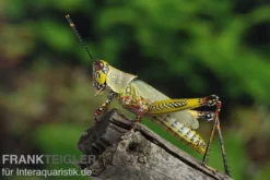 Harlekinschrecke, Zonocerus variegatus