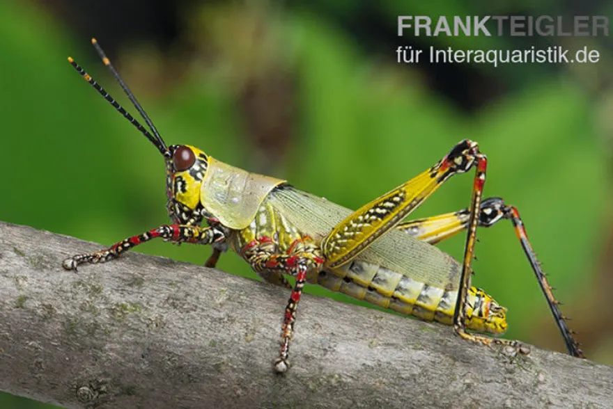 Harlekinschrecke, Zonocerus variegatus