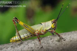 Harlekinschrecke, Zonocerus variegatus