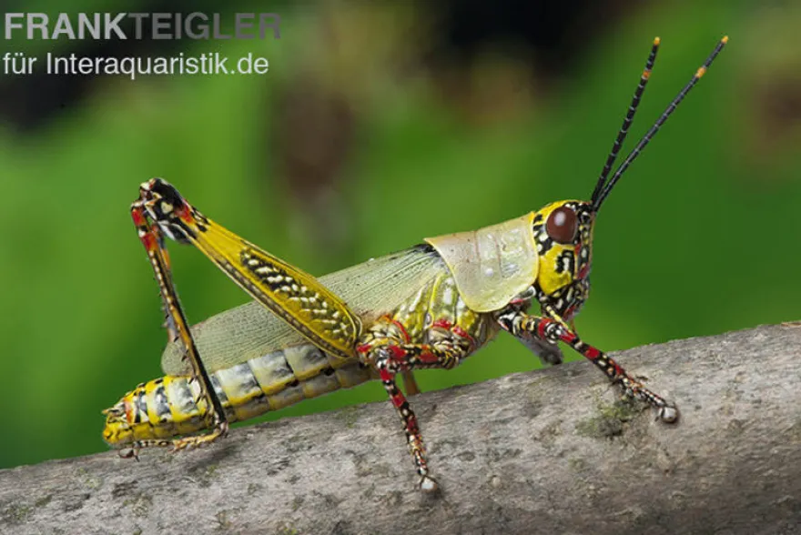 Harlekinschrecke, Zonocerus variegatus