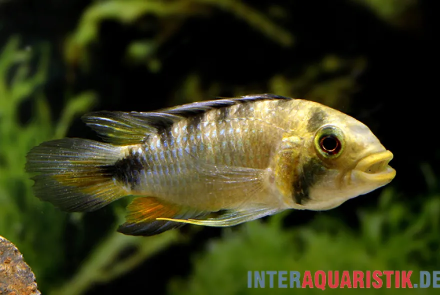 Harlekin-Zwergbuntbarsch, Apistogramma rositae