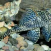 Harnischwels, Hypancistrus spec. L411 "Monte Duorado", 5-6 cm NZ