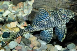 Harnischwels, Hypancistrus spec. L411 "Monte Duorado", 5-6 cm NZ