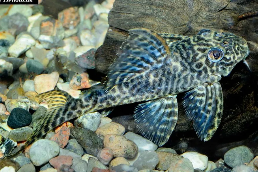 Harnischwels, Hypancistrus spec. L411 "Monte Duorado", 5-6 cm NZ