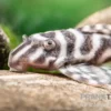 Harnischwels L 450, Hypancistrus sp. "Santarem"