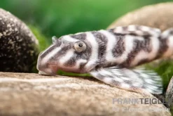 Harnischwels L 450, Hypancistrus sp. "Santarem"
