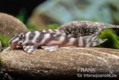 Harnischwels L 450, Hypancistrus sp. 