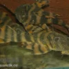 Harnischwels, L397, Panaqolus sp.