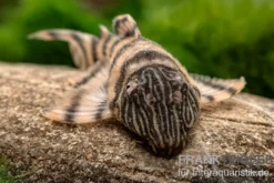 Harnischwels, L397, Panaqolus sp.