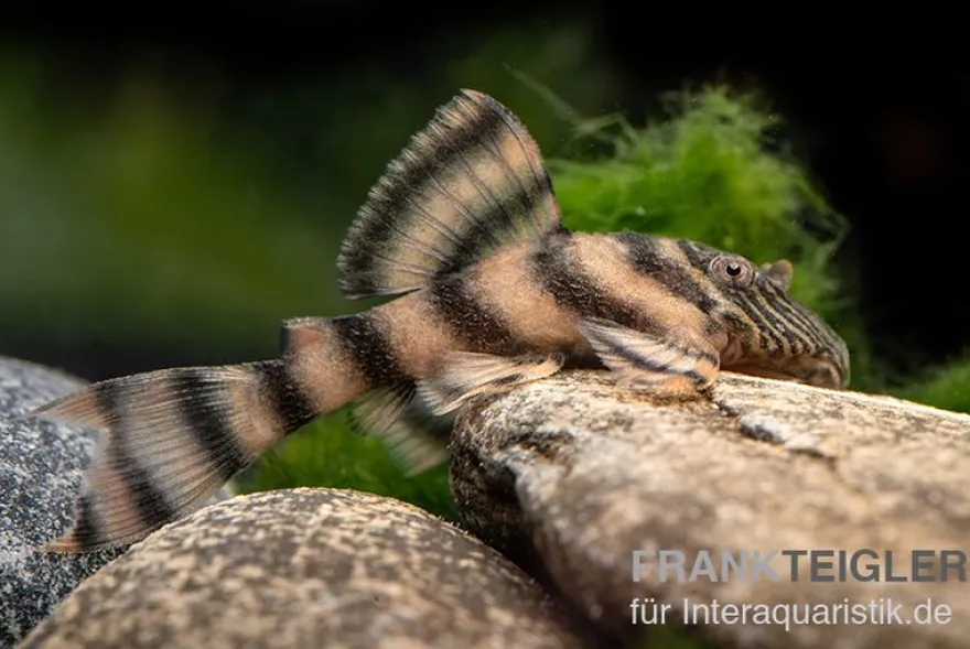 Harnischwels, L397, Panaqolus sp.
