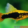 Hawaii Platy "Highfin", Xiphophorus variatus