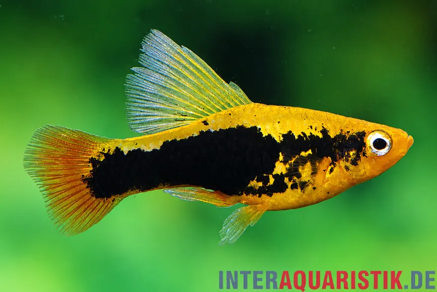 Hawaii Platy "Highfin", Xiphophorus variatus