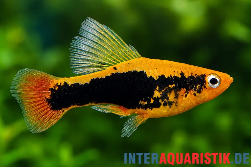 Hawaii Platy "Highfin", Xiphophorus variatus