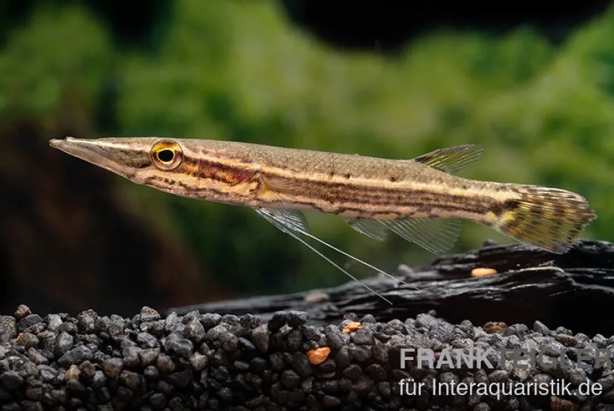 Hechtkopf, Luciocephalus pulcher