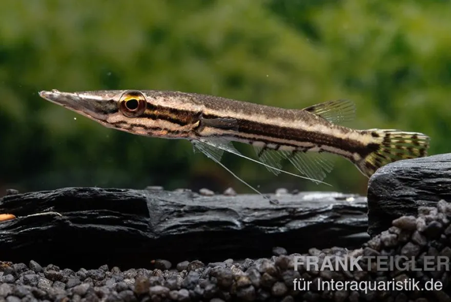 Hechtkopf, Luciocephalus pulcher