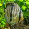 Heckel-Diskus, Symphysodon discus, WF