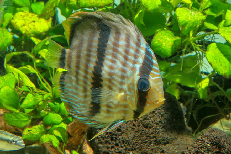Heckel-Diskus, Symphysodon discus, WF