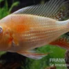 Heckels Buntbarsch albino, Acarichthys heckelii, 5-7 cm