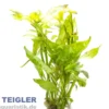 Heckenartiges Papageienblatt, Alternanthera ficoidea, im Topf