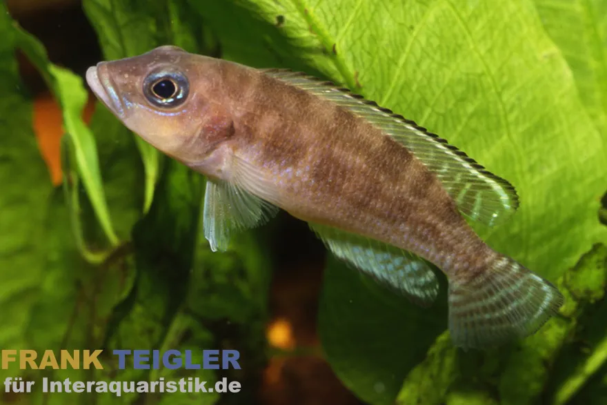 Hecq’s-Tanganjikasee-Buntbarsch, Neolamprologus hecqui