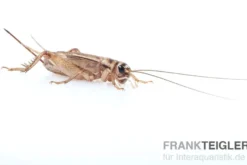 Heimchen, micro (2), Futterinsekten ca. 100 Stück