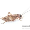 Heimchen, mittel, Futterinsekten ca. 1000 Stück lose