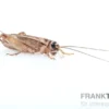 Heimchen, mittel (6), Futterinsekten ca. 800 Stück lose (Großpackung)