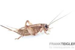 Heimchen, mittel (6), Futterinsekten ca. 800 Stück lose (Großpackung)