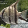 Heller Skalar, Pterophyllum scalare hell, DNZ, 4-6 cm